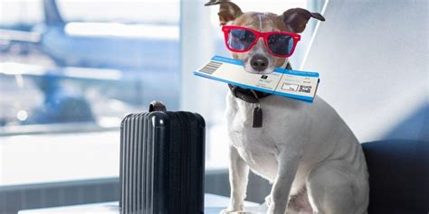Planning to Travel with Your Pet? Read This First